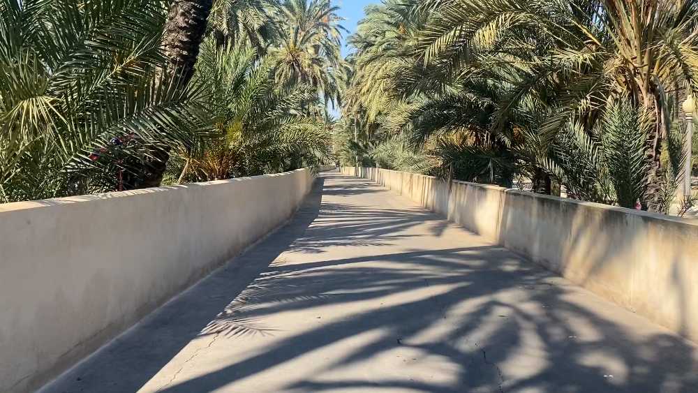 Camino de Felip en el Palmeral de Elche