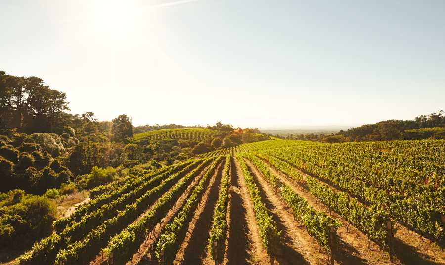 Campos de viñas Villena