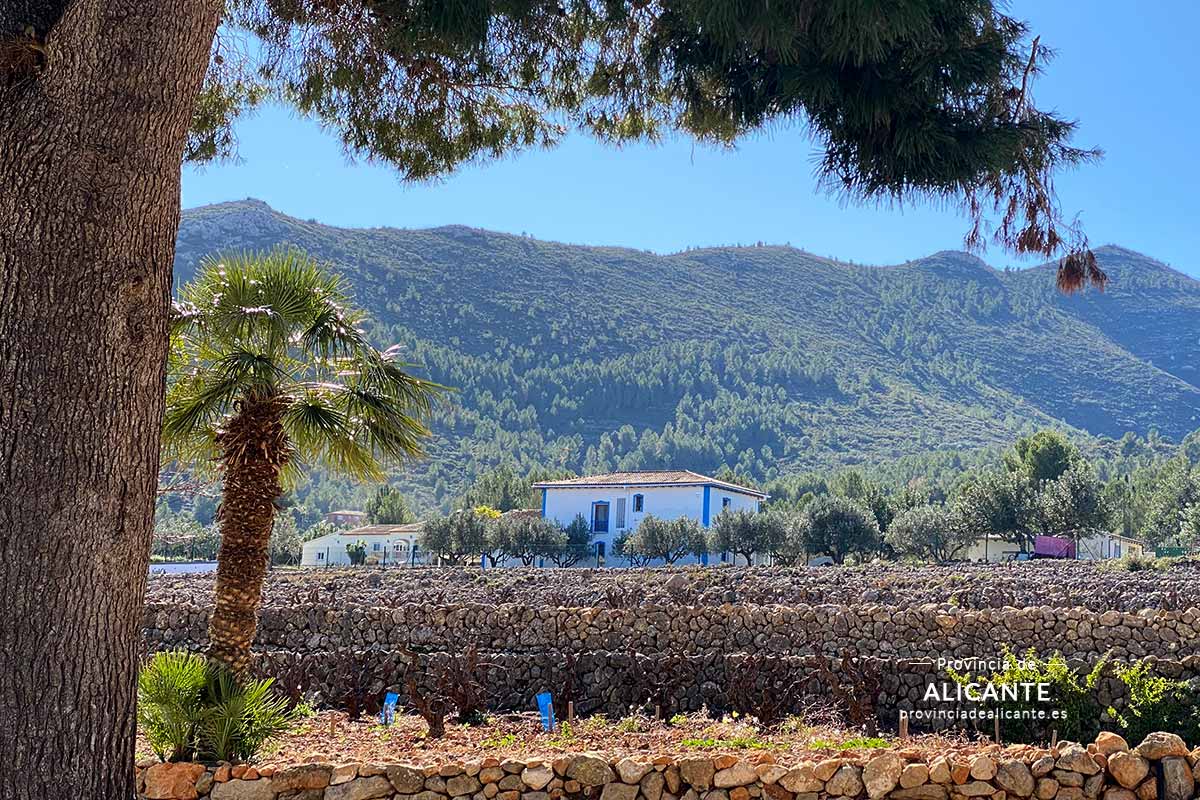 Visita general de la Bodega Casa Agrícola de Pepe Mendoza en Jalón