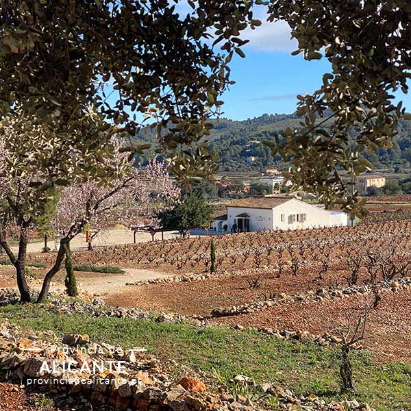 Vista general Bodega Casa Agrícola y sus viñedos