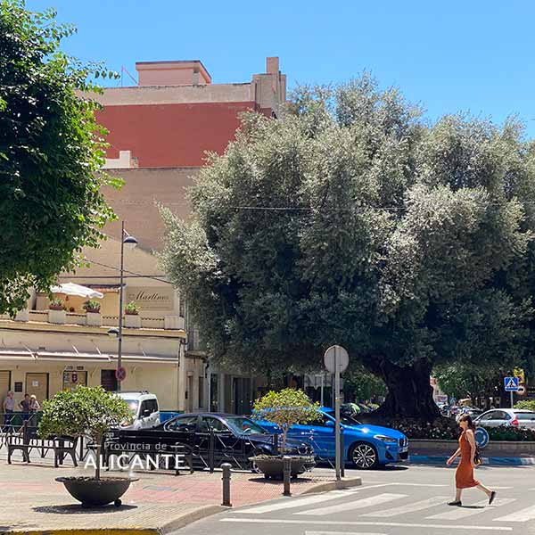 Rambla con olivo centenario en San Juan de Alicante