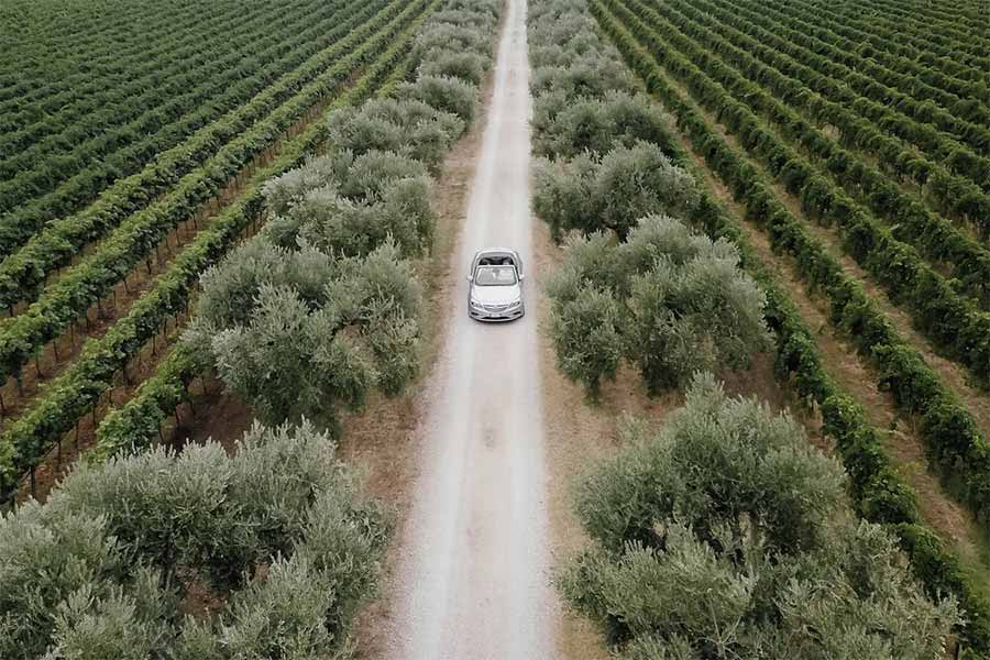 Camino rural en Torremanzanas Alicante