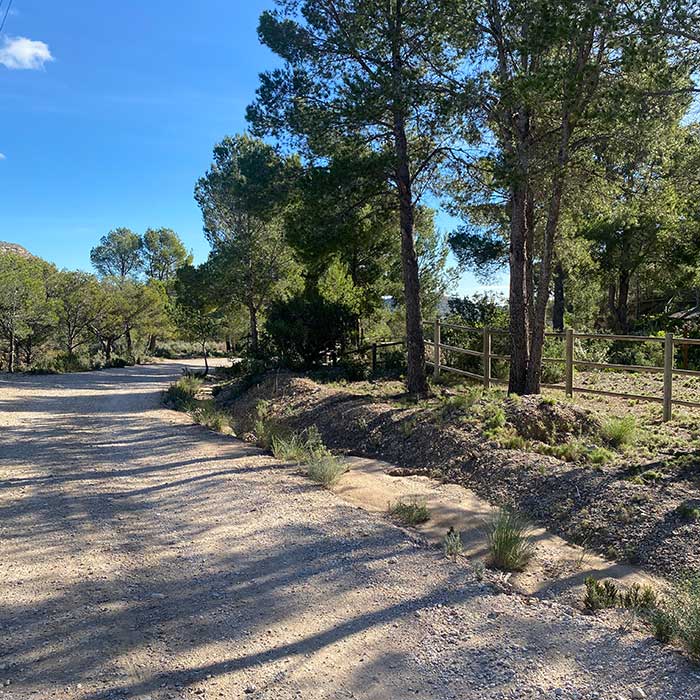 Parte del camino de la Vuelta a Aigües con pinos