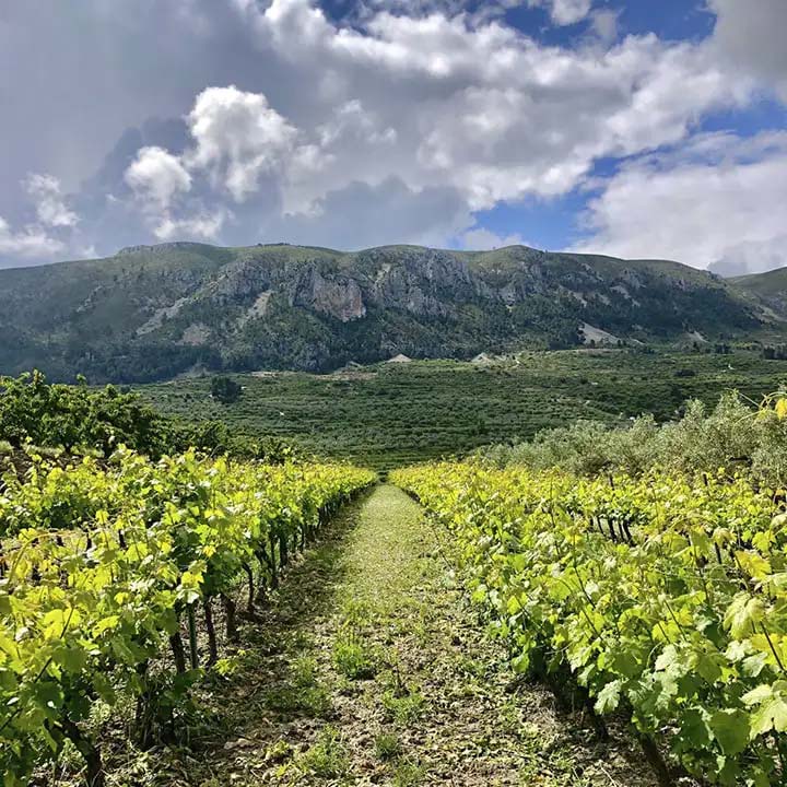 Viñas de la Bodega Cup de la Muntanya
